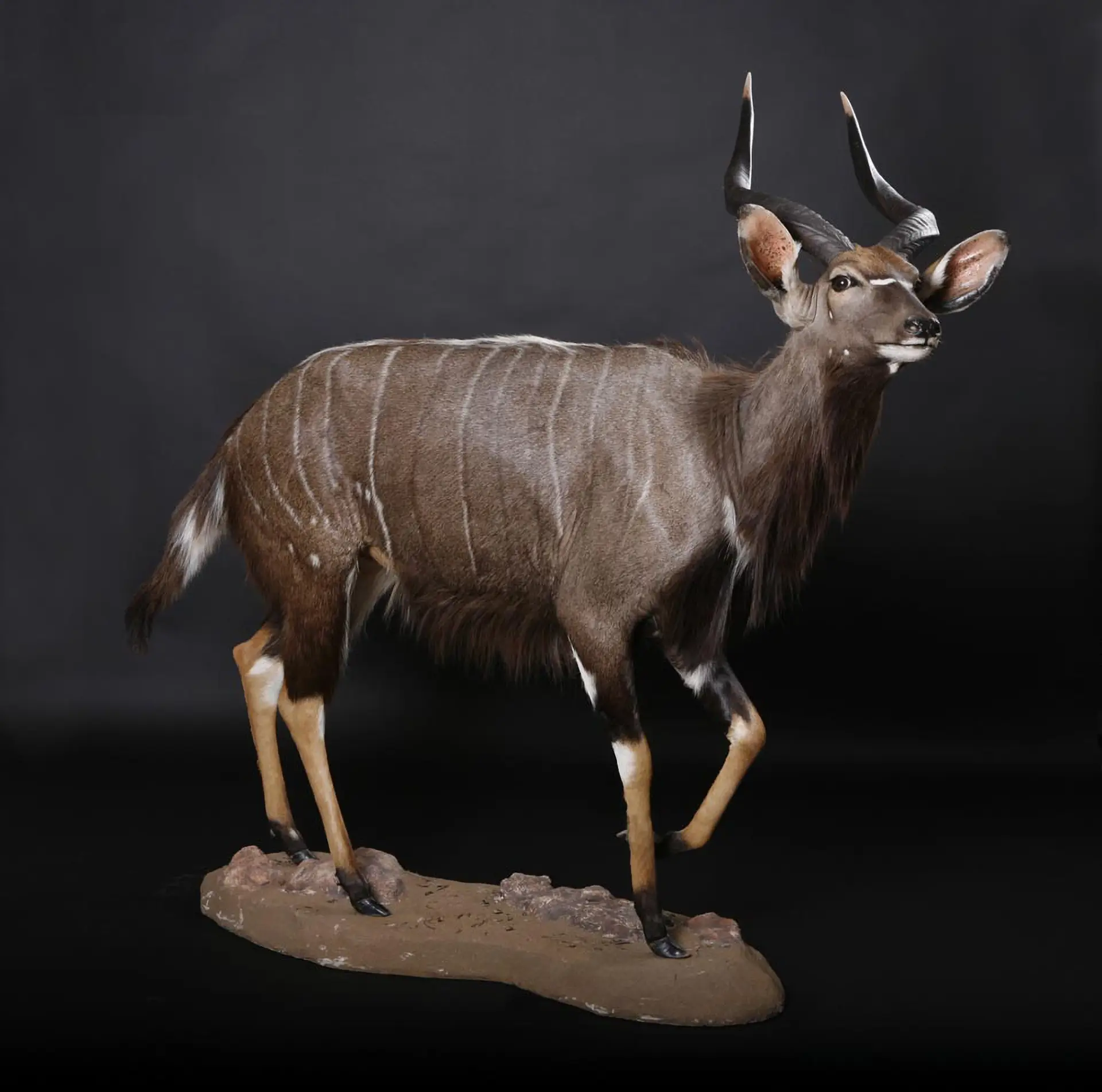 Nyala Full mount1 (1) — Highveld Taxidermists